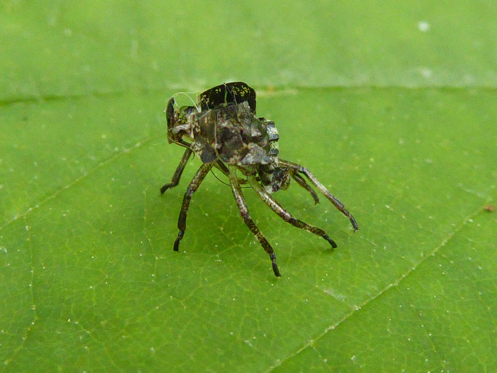 vervellingshuidje te benoemen?
